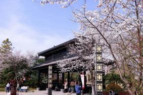 2023淹城春秋乐园樱花开了吗？樱花大道在哪？怎么去方便？