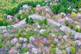 浏阳大围山樱花开放了吗2023