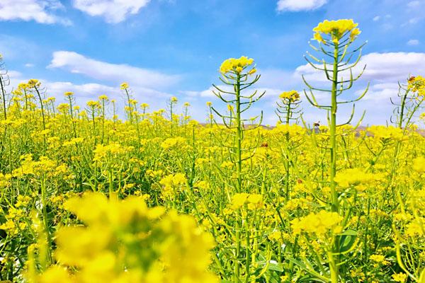 桂林看油菜花最好的处所2023