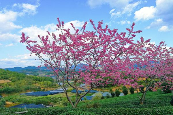 福建看樱花的旅游景点 十大最美樱花圣地