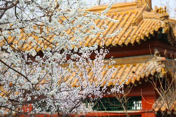 天津桃花节2023是几月几日 在什么地方