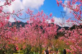 2023玉潭樱花谷门票多少钱 附优惠政策