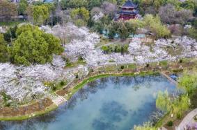 武汉堤角公园樱花开了吗2023