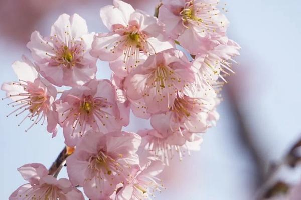 2023年苏州春日赏花攻略 附花期、花类、赏花地点