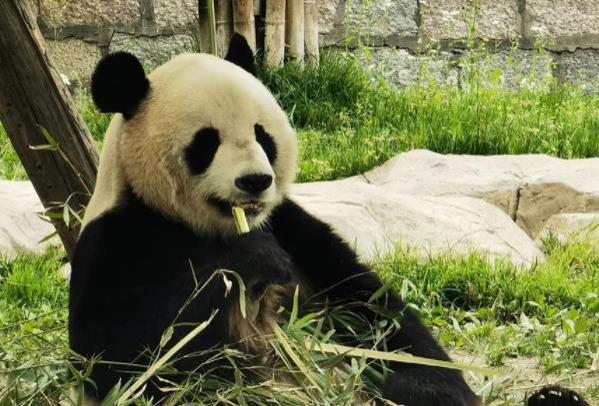 上海有可以看熊猫的地方吗