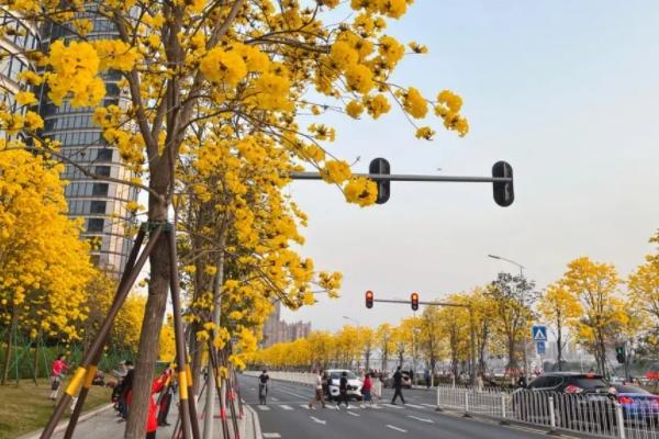 广州三月份哪里有花看 赏花好去处