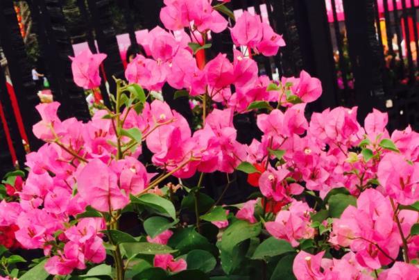 广州三月份哪里有花看 赏花好去处