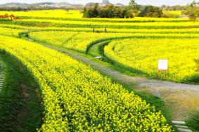 2023南京高淳油菜花几月份开