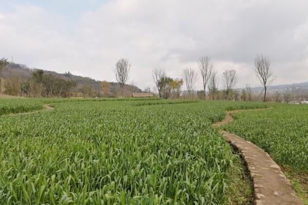 广阳岛观光车路线