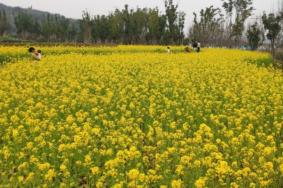 2023广阳岛油菜花开了吗