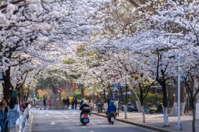 2023南京鸡鸣寺路樱花开了吗