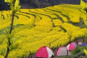 2023武隆庙垭乡油菜花节时间 附活动地址、玩法