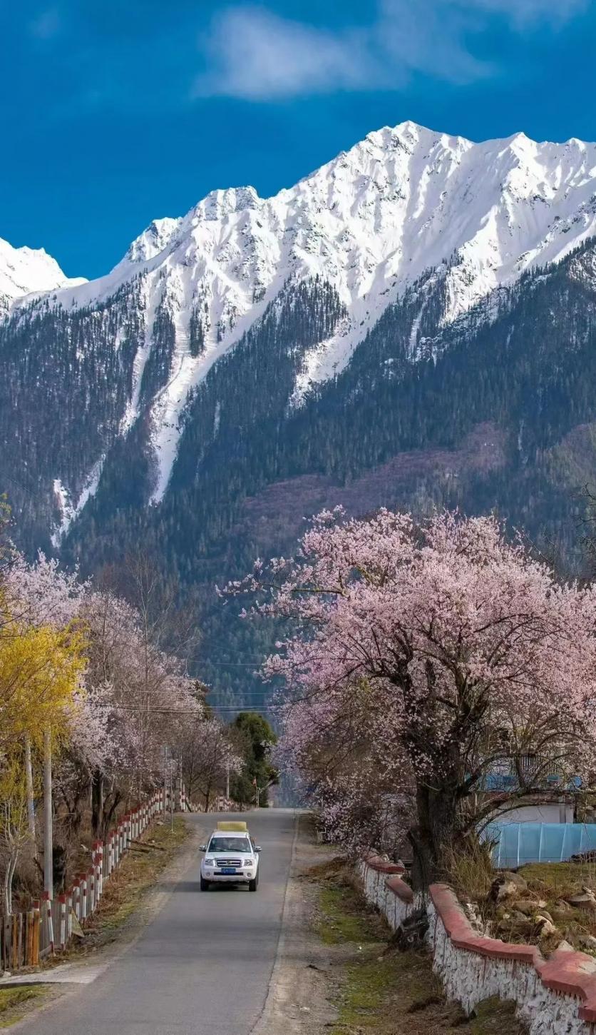 春季的雅鲁藏布大峡谷应该怎么玩？这份赏花、自驾、雪山、徒步等攻略记得收藏