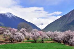 林芝看桃花攻略 看桃花最好的地方在哪