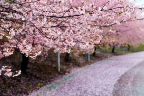 2023上海樱花节活动指南 附免票信息、赏花指南、精彩活动