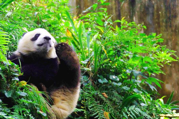 2024碧峰峡野生动物园门票是多少 附优惠政策