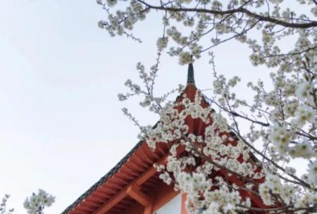 2023南京玄武湖樱花节时间和地点详情