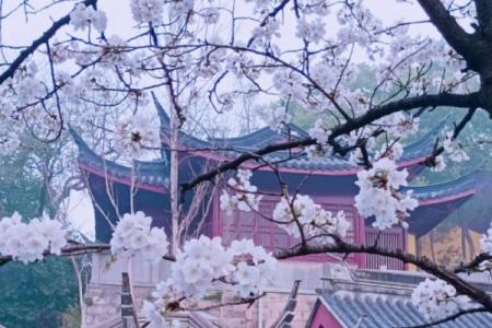2024年南京鸡鸣寺的樱花开了吗 南京鸡鸣寺樱花什么时候开