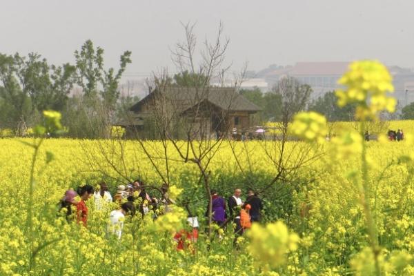 重庆广阳岛油菜花花期