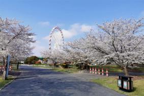 顾村公园看樱花几号门进去比较好