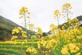 2023年春季江西南昌賞花攻略 附花類、花期、觀賞地點