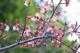 上海顧村公園看櫻花最佳時間