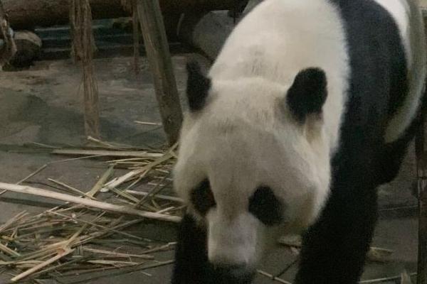 柳州动物园有熊猫吗 大熊猫叫什么名字