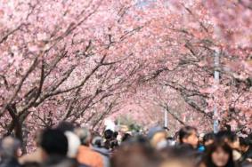2023成都青白江樱花节是什么时候开始的