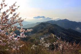 2023年3月18日慕田峪烂漫山花节正式开幕 附活动玩法