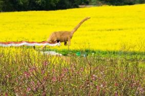 2023长沙油菜花景点推荐