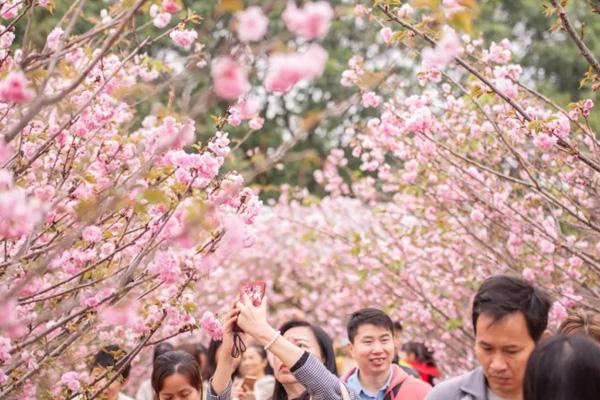 2023深圳海上故乡樱花节门票代价及活动时候