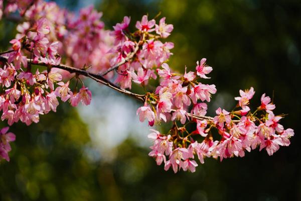 2023深圳海上田园樱花节门票价格及活动时间