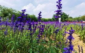 2025广州花都香草世界门票多少钱 附优惠政策