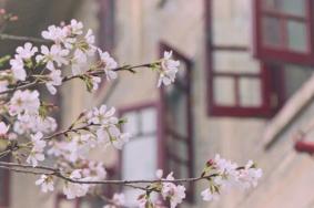 武汉大学赏樱从哪个门进去