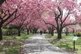 太原植物园樱花开了吗2023