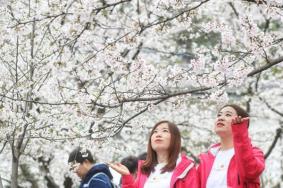 2023武大医护赏樱专场日是什么时候