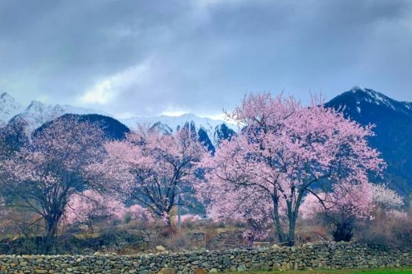 西藏看花去哪里比较好