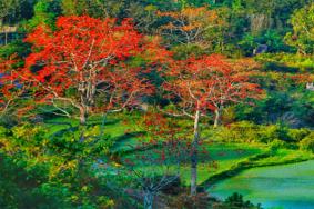 2023昌江木棉花最佳观赏地点 昌江木棉花旅游攻略