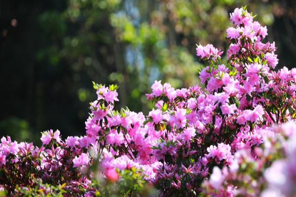 成皆四周看杜鹃花的景面保举