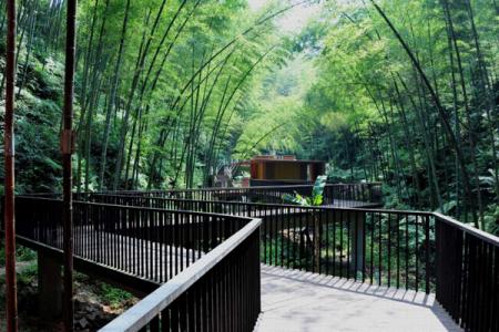 2024赤水竹海国家森林公园游玩攻略-门票价格-景点信息