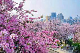 柳州紫荆花2023最佳观赏时间