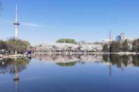 2023玉渊潭公园樱花节时间及门票价格