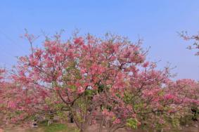 2023广州海珠湿地公园樱花什么时候开