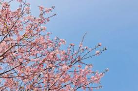 桂林春天去哪里看 花桂林春天賞花地點