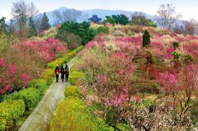 2023南京钟山风景