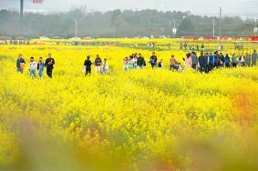 2023東湖油菜花節什么時幾月幾號開園