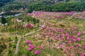 2023南宁春季赏花景点有哪些