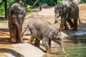 昆明動物園門票優惠政策2024