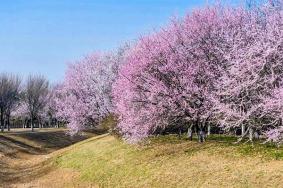 2023北京奧森公園賞花指南(時(shí)間+路線+品種)