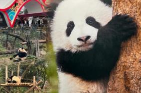 成都大熊猫基地有多少只熊猫2023